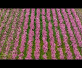 Replay La floraison des pêchers de Veria, un spectacle qui attire des milliers de visiteurs