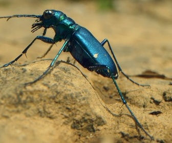 Replay Surprenants coléoptères - Les insectes, super-héros en minuscule