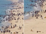 Replay Gaza : la plage de la discorde - Le dessous des images