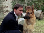 Replay Rex, chien flic - Série noire