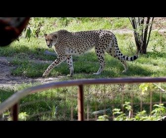 Replay Deux frères guépards africains rares arrivent au zoo de Chester, au Royaume-Uni