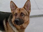 Replay Rex, chien flic - Les bas-fonds de Vienne