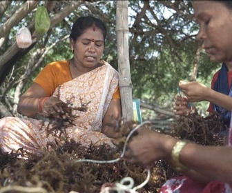 Replay Focus - Le boum du business des algues dans l'économie bleue de l'Inde