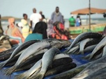 Replay Biodiversité : faire face à la sixième extinction - Sénégal : le fléau de la surpêche étrangère