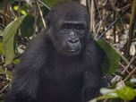 Replay République du Congo, la forêt des gorilles - Paradis naturels retrouvés