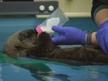 Replay Protéger les espèces animales - Bonnes nouvelles de la planète