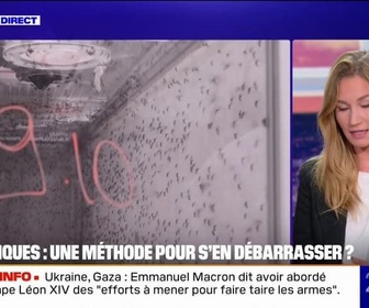 Replay 20H BFM - LE REPORTAGE DU 20H - Un procédé mis au point pour bloquer la reproduction des moustiques tigres et limiter leur prolifération