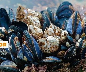 Replay Des moules pour identifier la pollution aux microplastiques - ARTE Journal Junior