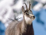 Replay Le royaume des animaux - Un hiver dans les Alpes