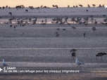 Replay C Jamy - L'île de Ré
