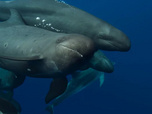 Replay A la rencontre des baleines avec Steve Backshall - 09/07/2026