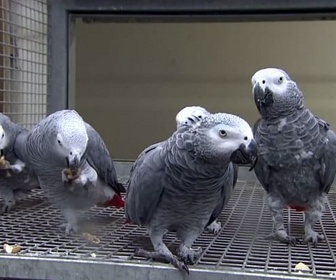 Replay La Collection européenne - Perroquets malpolis en Grande-Bretagne