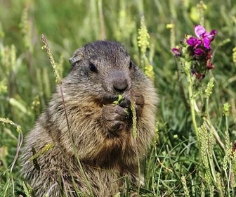 Replay Marmottes, la guerre des clans