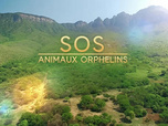 Replay SOS animaux orphelins - 09/10/2025