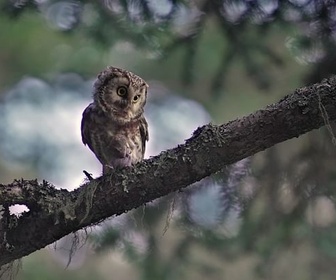 Replay L'ours, le roi des forêts ancestrales - Les Pyrénées secrètes