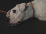 Replay Chiens et chats sans collier - Vie de chien