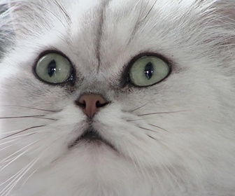Replay La vie secrète des chats - La langue du chat