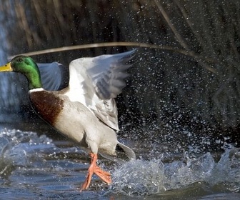 Replay Espagne : un paradis sur la route des oiseaux