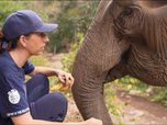 Replay Élément Terre, le reportage - Une Française rachète, un à un, les éléphants du Laos
