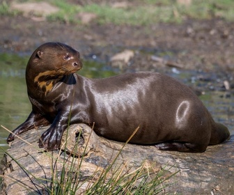 Replay Dora, la jeune loutre géante