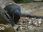 Replay Une saison au zoo - S12 E29
