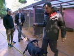 Replay Animaux à adopter - Teck