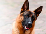 Replay Rex, chien flic - 05/08/2026