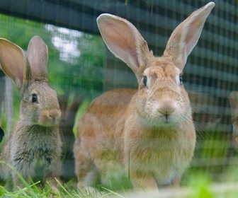 Replay Le lapin, taillé pour survivre - Pas si bêtes !