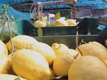 Replay Les citrons vivifiants d'Italie - Un monde d'agrumes