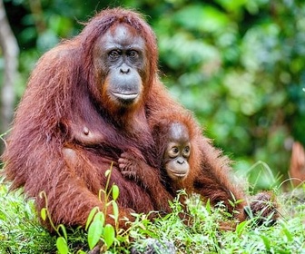 Replay Une frontière entre l'Asie et l'Australie - La ligne Wallace