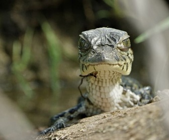 Replay La savane des anacondas - Guyana