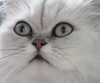 Replay La vie secrète des chats - S1E3 - La langue du chat