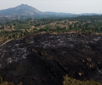 Replay Urgence climatique : un défi mondial - Portugal: l'eucalyptus, allumette géante