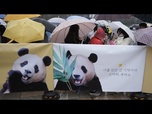 Replay No Comment : le panda géant Fu Bao quitte la Corée du Sud