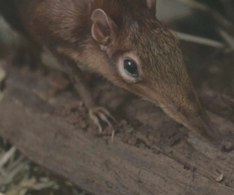 Replay Au cœur du zoo de New York - S3E12 - Dressage de musaraignes