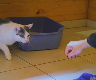 Replay Chiens et chats sans collier - Du refuge au canapé