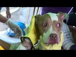 Replay Colombie : un chien sauvé des décombres 72 heures après le séisme
