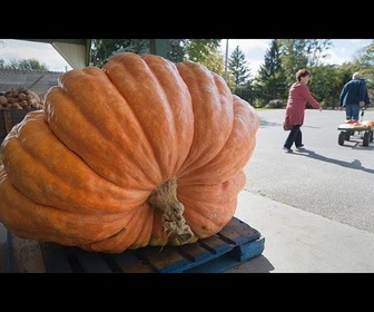 Replay Un bœuf musqué écrase une citrouille de 95 kg pour Halloween.