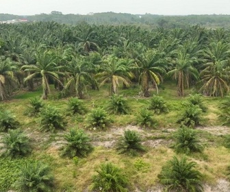 Replay Focus - En Indonésie, le biodiesel contribue à la déforestation