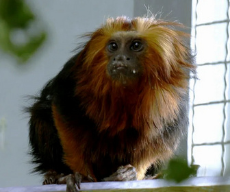 Replay La Tanière, le zoo-refuge de l'espoir - S02E02