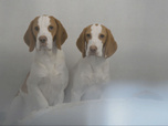 Replay Chiens et chats sans collier - Trouver sa place