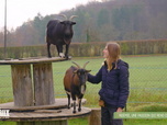 Replay L'hebdo des animaux - S1E7 - Episode 7