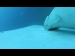 Replay Rares images de rémoras surfant sur des baleines à bosse au large de l'Australie