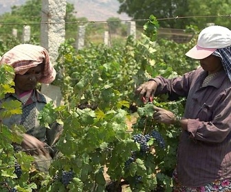 Replay Inde, les raisins de la modernité - Des vignes et des hommes