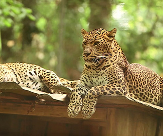 Replay Parc de Cerza, au plus près des animaux - S1E2 - Episode 2