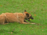 Replay Chiens et chats sans collier - Aller de l'avant