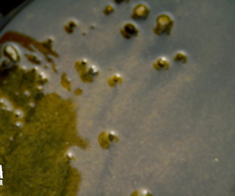 Replay Alaska, La Ruée vers l'Or - S2E10 - Les coulisses