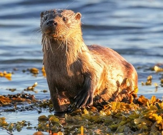 Replay Le royaume des animaux - Écosse, la quête du sauvage