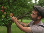 Replay Pommes sans pesticides - ARTE Regards