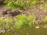 Replay Une saison au zoo - S12 E50